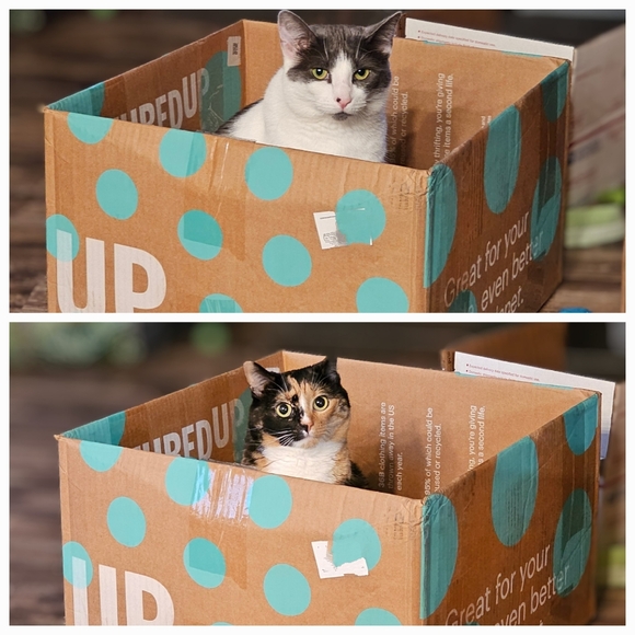 😻 Meet Your Posher's Cats! 😻 - Picture 3 of 15